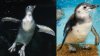Ari, un polluelo de pingüino de Magallanes, cautiva a los visitantes del Acuario del Pacífico