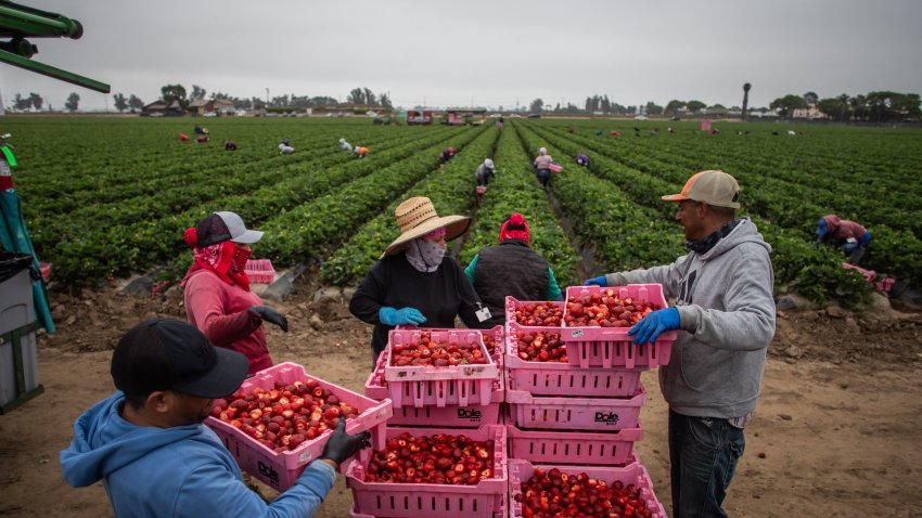 Farmworkers work in a strawberry field on June 12, 2025 in Oxnard, California. Anti-immigration crackdowns ordered by US President Donald Trump has seen federal authorities target factories and work sites since June 6, sparking days of angry protests in Los Angeles. (Photo by Apu GOMES / AFP) (Photo by APU GOMES/AFP via Getty Images)