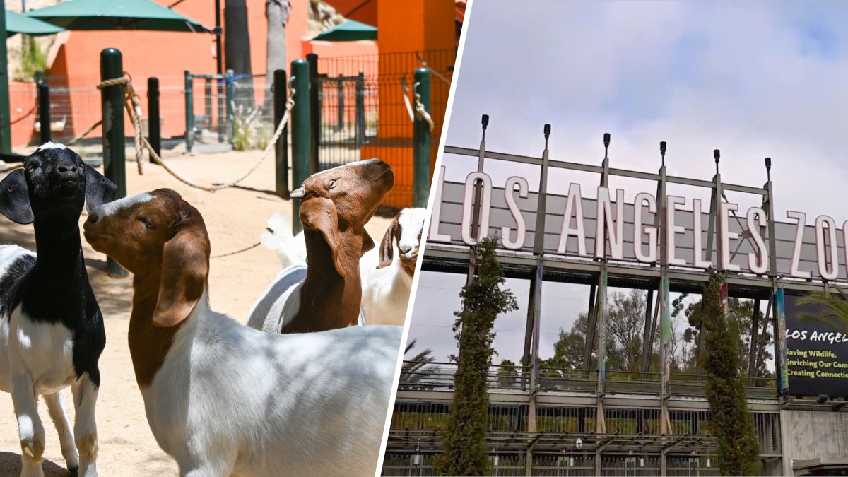 Preparatoria de Covina envía cuatro cabras bóer al Zoológico de Los Ángeles