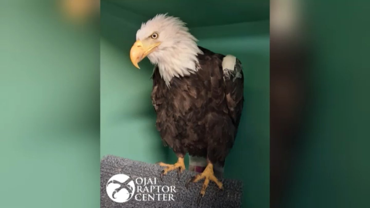 Jackie, el águila calva de Big Bear, sale de la UCI y continúa recuperándose