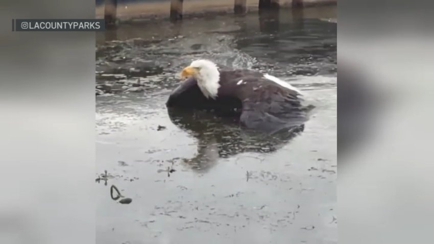 A screenshot of the bald eagle taken from a video posted by LA County Parks on Instagram on Saturday, July 19, 2026.