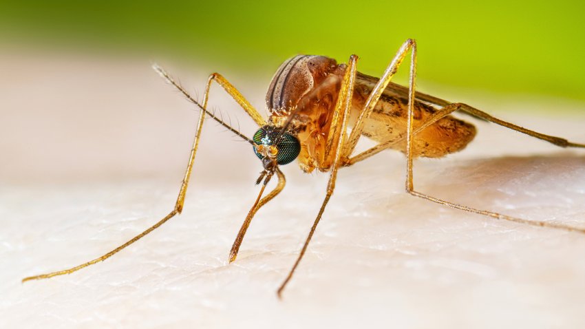 In this photo provided by the U.S. Centers for Disease Control and Prevention, a female Culex quinquefasciatus mosquito, also known as the southern house mosquito, sits on a person’s skin before taking a blood meal in 2022.