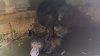 Familia de osos rescatados de una cisterna de agua en La Verne
