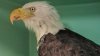Jackie, el águila calva de Big Bear, sufre un revés en su estado de salud