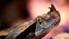Advierten sobre serpiente venenosa suelta en Santa Ana