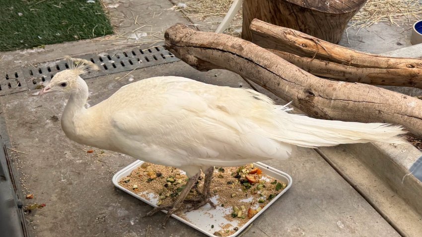 Sugar the peacock in an image shared by Pasadena Humane on Wednesday, Sept. 30, 2026.