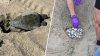 Trasladan más de 200 huevos de tortuga marina de nidos en la playa al Aquarium of the Pacific