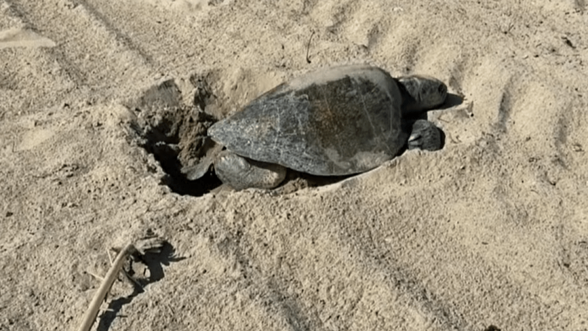 Video muestra a una tortuga marina anidando en la arena en Seal Beach