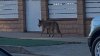 Residente de Atwater Village podría enfrentar cargos por alimentar a un coyote