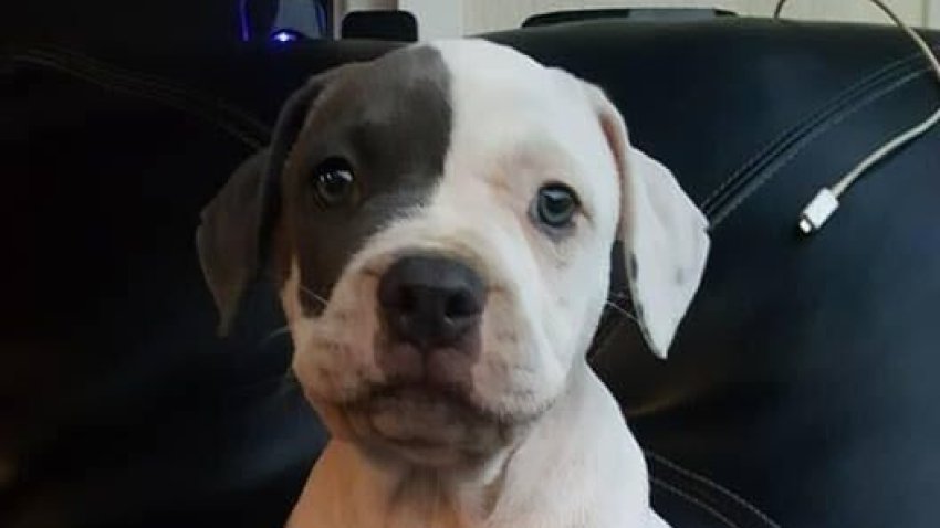 A dog was killed during a burglary in North Hollywood.