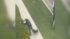 Presunto agente de ICE apunta con arma a hombre durante arresto en North Hollywood