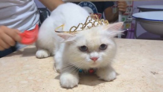 ¡Concurso de belleza felina! Gato se corona como la mascota más bella