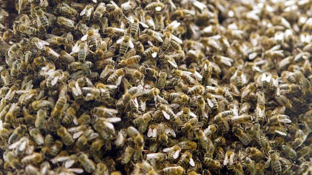 Video: Ataque de abejas tiene a una familia de luto