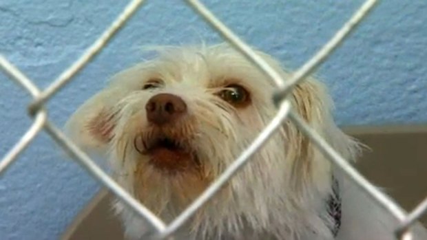 Video: Alertan sobre eutanasia de animales en albergues