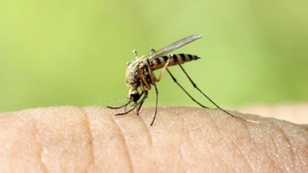 Video: Fumigan para combatir el virus del Nilo