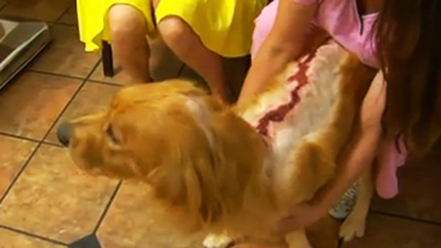 Video: Policía a la caza de atacantes de perros