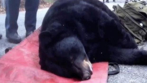 Video: Encuentra a un oso dormido en un sótano