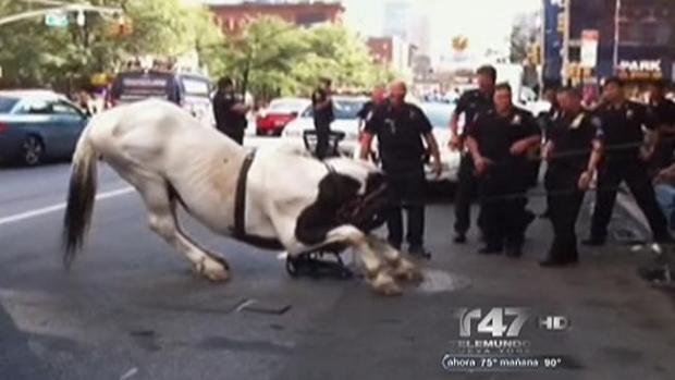 Video: Caballo suelto arrasa con todo