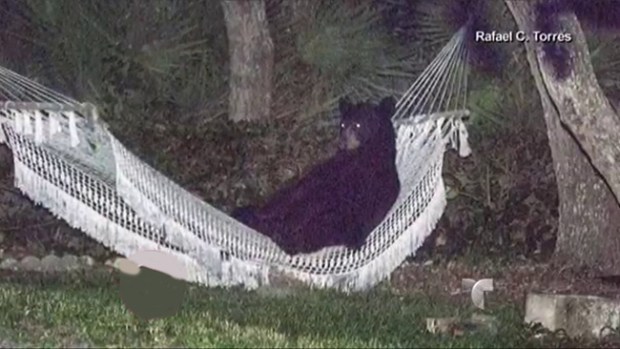 Video: Oso disfruta de descanso sobre hamaca