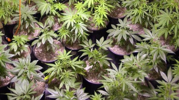 Video: Un éxito el 1er mercado de marihuana
