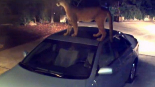 Video: Puma despierta terror en vecinos