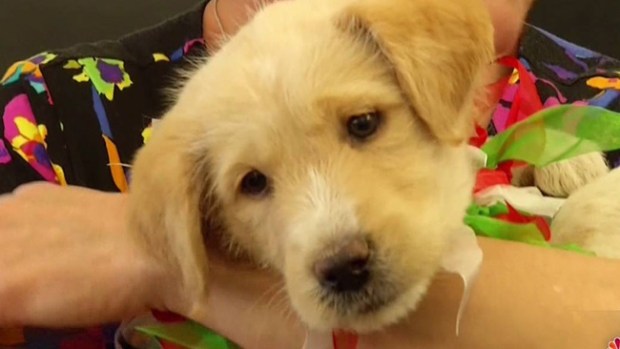 Video: Adoptan a perrito rescatado de drenaje