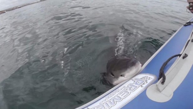 Video: Tiburón muerde y desinfla bote