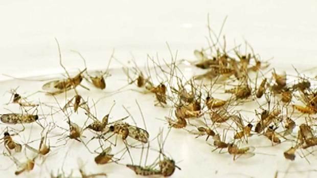Video: Peligro de virus del Nilo por “El Niño”
