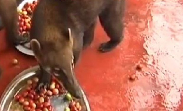 Video: Animal da el café más caro del mundo