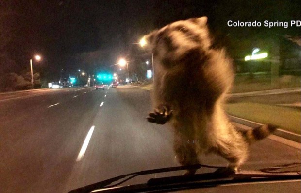 Mapache soprende al saltar al parabrisas de auto policial