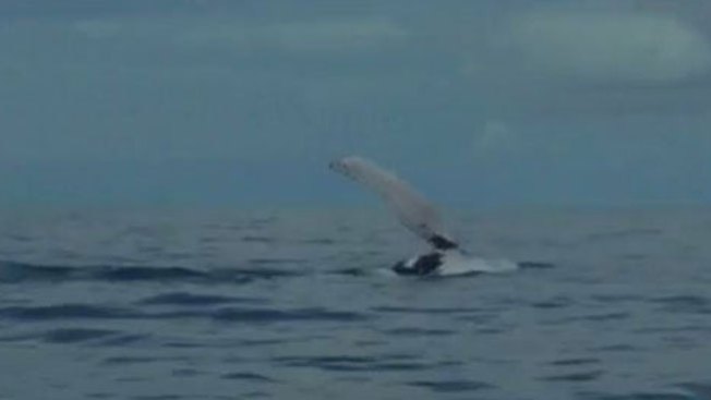 Ballenas jorobadas dan un espectáculo