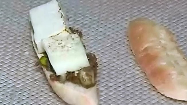 Este es el mejor bocadillo del mundo