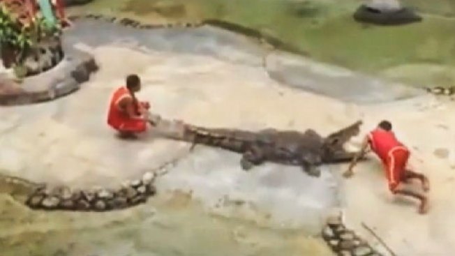 El negocio sucio de los cocodrilos
