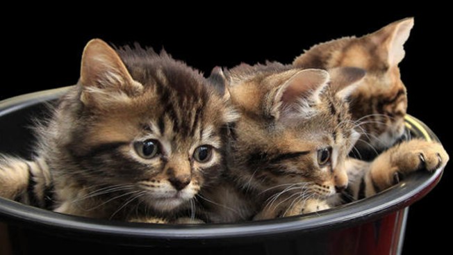 Lo acusan de matar y comer gatos por placer