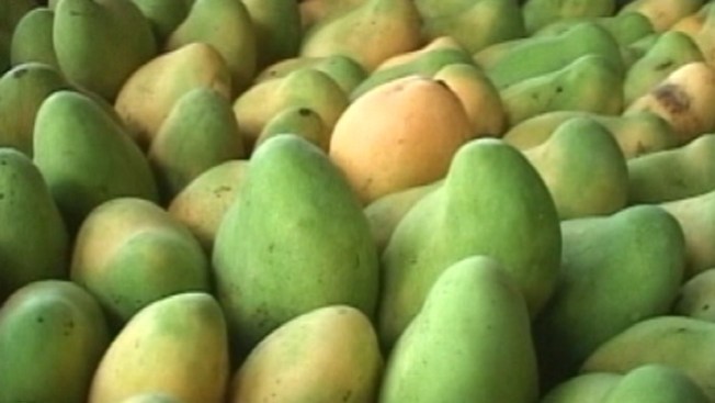Mangos, ¡amenaza oculta!