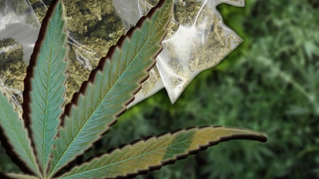 Ninjas roban marihuana