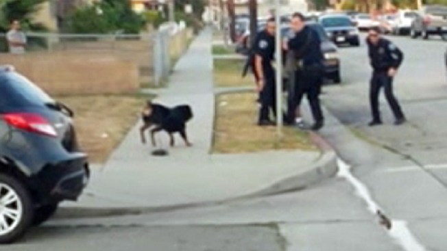 Demanda por muerte de perro a balazos