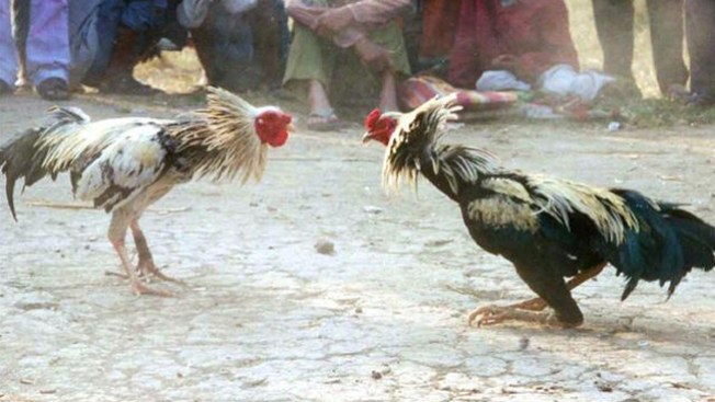 Alto a las peleas de gallos