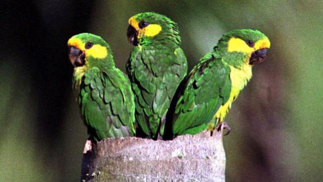 ¡Invasión de pericos!