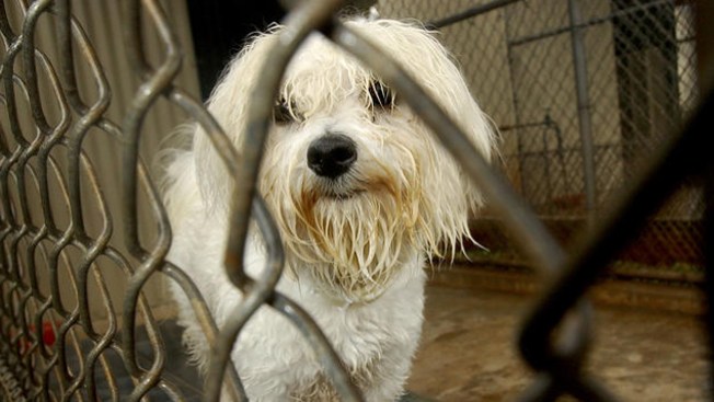 Mascotas buscan nuevos hogares