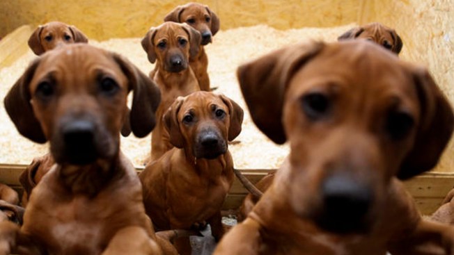Buscan a dueños de mascotas