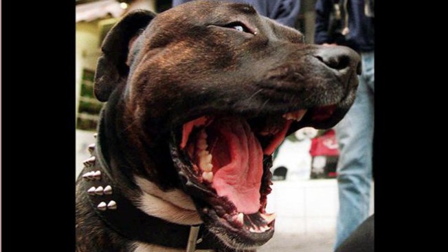 Madre enfurecida tras ataque de Pitbull