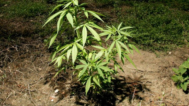 Destruyen marihuana