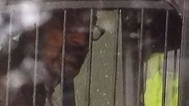Arrestan a hombre por hacer citas sexuales con menores