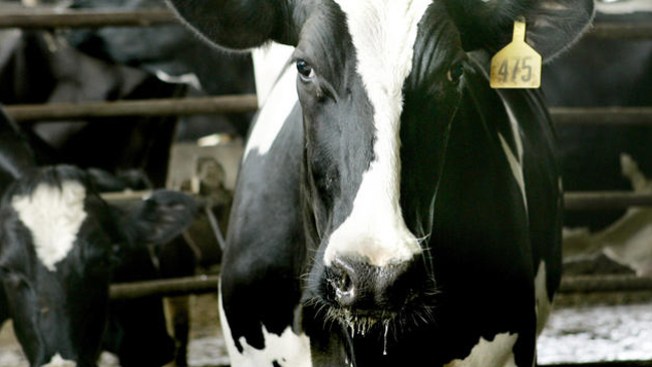 La "Vaca Loca" en California